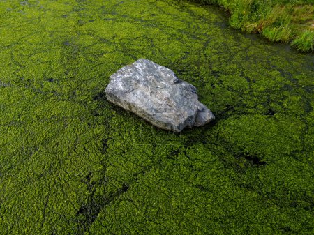 Téléchargez les photos : Genre de plantes aquatiques flottantes sur l'étang couvre la surface du vert avec une couche. une pierre par terre peut être visitée avec un drone et un vol au-dessus d'un lac d'eau peut filmé, angle élevé - en image libre de droit