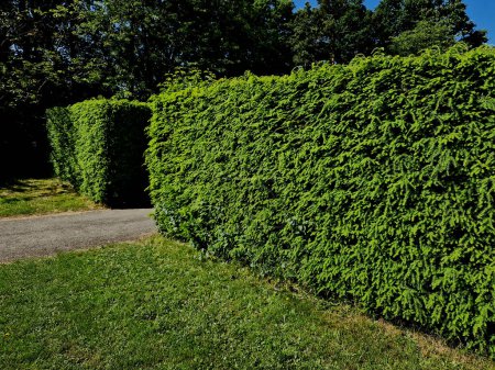 Photo for Hornbeams, yews and boxwoods shaped into giant cone shapes with rounded cone-shaped tips. Tall hedges of bosquets evergreen rich colors of the French Baroque garden, blue sky - Royalty Free Image