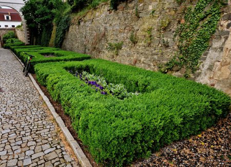 Photo for Cut squares of flowerbed edging in a historic garden made of boxwood hedges. courtyard of the castle along the cobblestone path row of squares frozen ice, snowing  evergreen topiary, snow, winter - Royalty Free Image
