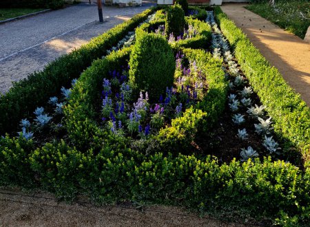 Photo for Rectangular flowerbed bordered and divided by a boxwood hedge and solitaire balls in a clipped shape. the squiggle is repeated three times as a green ribbon in the ornament, landscaping, cobblestone - Royalty Free Image
