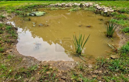 a muddy lake in the forest created for the breeding of frogs and snakes. not for bathing but for bathing and drinking deer, roe deer, wild boars and other game. subsidy program for maintaining water 