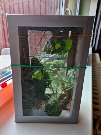 Photo for A homemade attempt to breed butterflies from caterpillars. netted shoe box on windowsill. children have the opportunity to watch the development and pupation of whiteflies on a cabbage leaf - Royalty Free Image