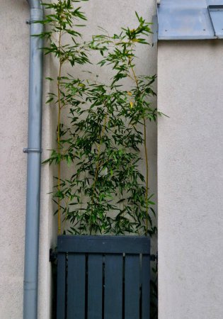 Foto de Un nicho en la fachada forma un jardín en miniatura con un grupo de bambú detrás de una valla de madera. algo así como un patio trasero inglés. drenaje del techo de agua de lluvia. moderna fachada blanca casa de familia - Imagen libre de derechos