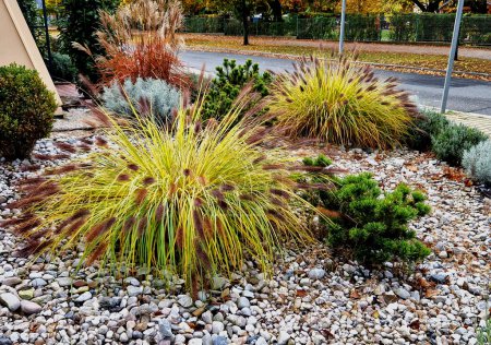 Photo for Ornamental flower bed with perennial pine and gray granite boulders, mulched bark and pebbles in an urban setting near the parking lot shopping center. - Royalty Free Image