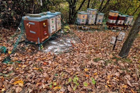 Foto de Los terrenos de invernada de las colonias de abejas cubiertas con redes contra las aves. La cal se espolvorea debajo de los agujeros de salida para desinfectar a las abejas muertas que se lamen - Imagen libre de derechos
