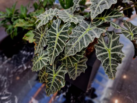 Photo for Decorative plants with stunning leaves and large stature. losts have distinctly light veining and triangular leaves. they are suitable for interiors with a tropical look - Royalty Free Image