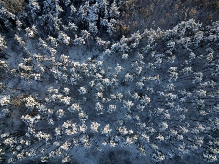 Photo for Flight over spruce forest winter. snowy road in taiga. wind moves undulating forest. gusts of wind threaten to break branches and entire trees if they loaded with lot of snow. army, military purpose - Royalty Free Image