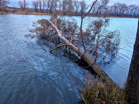 Photo for The tree fell into the water and lies on the surface. Scots pine whose roots were crushed by the waves. foresters will have to pull out with a winch. trees - Royalty Free Image