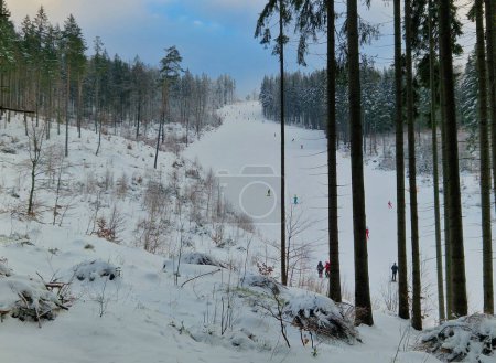 Téléchargez les photos : Ski alpin forestier. haute forêt d'épinettes à travers laquelle les athlètes se précipitent. brouillard lumineux donne une structure spatiale. - en image libre de droit