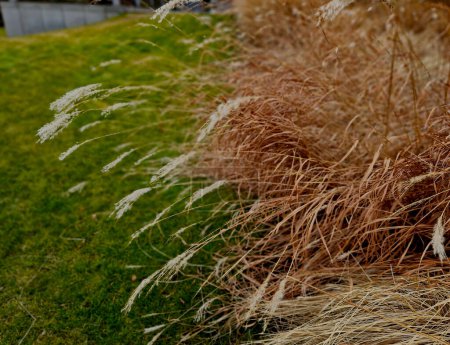 Photo for Flower beds with ornamental grasses are attractive from autumn to winter and thanks to dry flowers and leaves. combined with flycatchers and red leaves, my plants create a striking contrast - Royalty Free Image