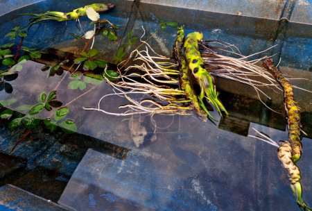 root grows to a depth of 50 to 200 cm in the muddy bottom. A stem and long petioles of leaves grow from the root. The leaves and flower float on the surface. It prefers sunny locations, in a blue tub