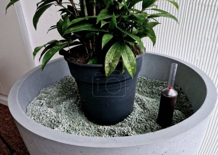 planting indoor plants in pots. hydroponic system with watering indicator with float. zeolite substrate is suitable for indoor plants, as pathogens and insects do not multiply in it