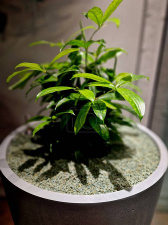 Photo for Planting indoor plants in pots. hydroponic system with watering indicator with float. zeolite substrate is suitable for indoor plants, as pathogens and insects do not multiply in it - Royalty Free Image