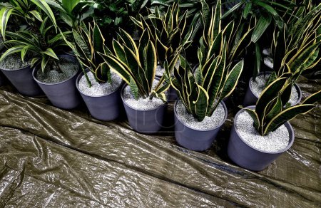planting indoor plants in pots. hydroponic system with watering indicator with float. zeolite substrate is suitable for indoor plants, as pathogens and insects do not multiply in it