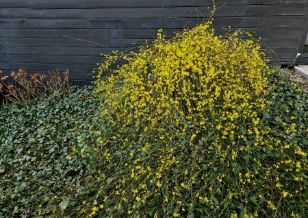 Photo for The broom-growing shrub cannot do without support. If it is not tied to a support, it grows recumbently. It blooms before foliage with yellow flowers. Flowering time is approximately from December - Royalty Free Image