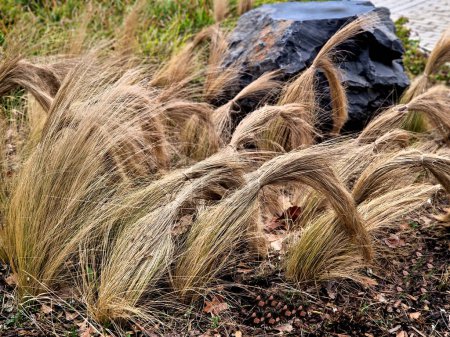 ornamental grasses tied together in a sheaf. protection against snow and rain, which harms ornamental garden grasses. tied with string together boils a fountain of dry yellow flowers in the sun shine