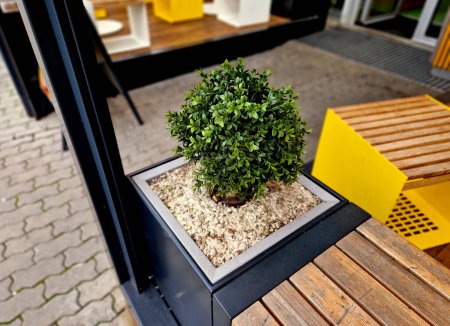 Eine Pergola mit Lattenrinnen schützt vor der Sonne. ein Blumentopf mit einer immergrünen Buxuspflanze. Sitzgelegenheiten vor dem Café aus Holzelementen, gestreiften Jalousien und Metallkabeln, Bank