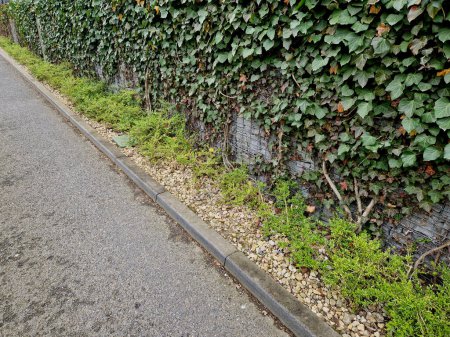 la hiedra encarnada en una cerca de alambre forma una pared verde densa y una pantalla del pavimento de asfalto. es primavera y el escalador es verde fresco