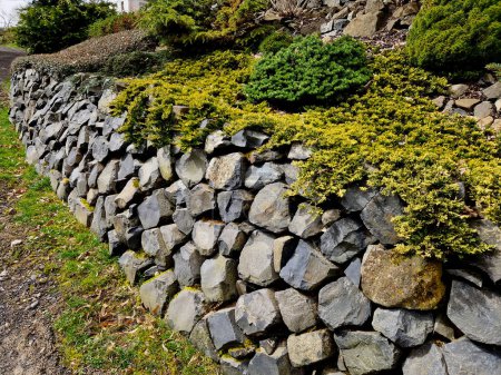 Foto de The dry wall serves as a terrace terrace for the garden, where it holds a mass of soil. the wall is slightly curved, which helps it to stabilize better. planting perennials and rock gardens - Imagen libre de derechos