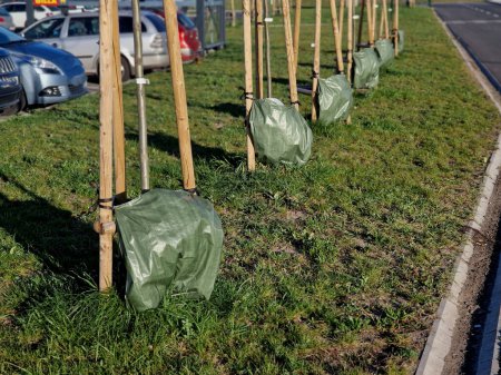 maple trees secured poles for planting against the wind watering bag dispenses water gradually drop by valve in public green park, soaking slowly to the soil, plastic foil, landscaping