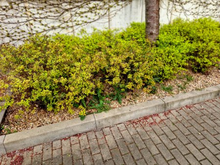 gelbblättrige niedrige Büsche in einem Blumenbeet auf der Straße, zu einer Kugel geformt. erzeugt einen kompakten, kugelförmigen Strauch. Dieser niedrige Laubbaum wächst sehr langsam. Die Blätter sind klein, einfach mit einer Serrate
