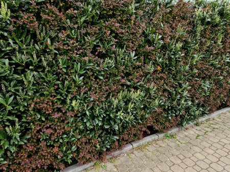 a combination of the appearance of two bushes in a hedge. red and white color and evergreen shrub
