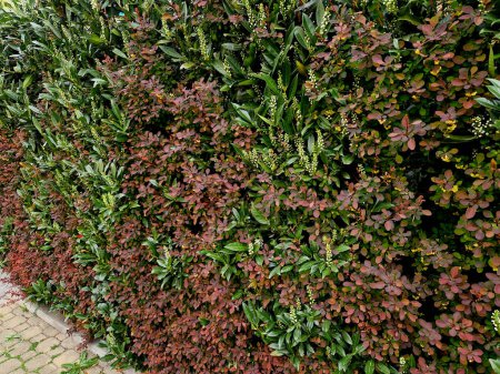 a combination of the appearance of two bushes in a hedge. red and white color and evergreen shrub