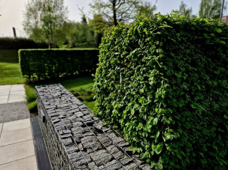 hornbeam green hedge in spring lush leaves let in light trunks and larger branches can be seen natural separation of the garden from the surroundings can withstand drought 
