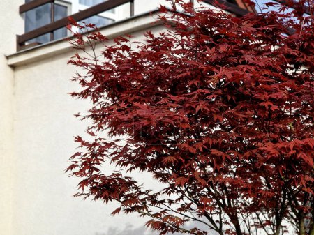 Bloodgood toile de fond d'un jardin japonais. C'est un arbuste plus grand de l'habitude d'air. épaissir la couronne pour créer un habitus relativement compact. les feuilles sont rouge foncé, généralement à sept lobes, ne changent pas de couleur
