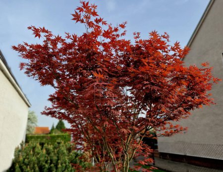 Bloodgood backdrop of a Japanese garden. It is a taller shrub of air habit. thicken the crown to create a relatively compact habitus.  the leaves are deep red, usually seven-lobed,  not change color