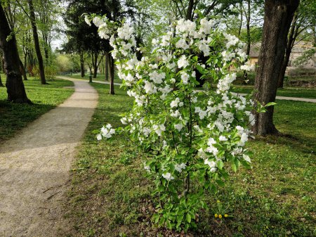 Ornamental apple trees in the park on the square have the shape of shrubs branching directly from the ground. They are wrapped in lots of small cherry-sized red apples. grass, spring