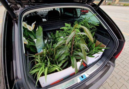 Téléchargez les photos : Un coffre de voiture plein de plantes que les épouses achètent pour l'intérieur comme décoration. dans les boîtes dans le parking dans la voiture familiale break - en image libre de droit