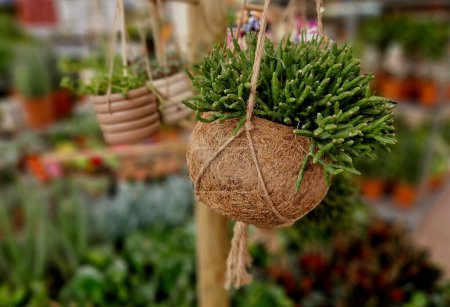 ball of substrate. A tropical plant is planted in the ball to hang from the ceiling down. decorative arrangement originating from Japanese culture. in a flower pot made of natural recyclable fibers