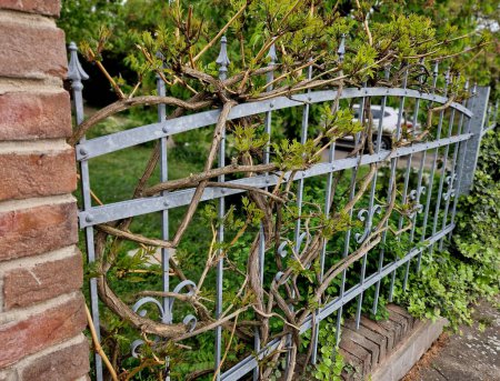 the forged plot is overgrown with wisteria and ornamental shrubs. galvanized metal, brick columns. the fence of the historic residential district