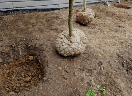 gardeners dug holes for trees or bushes. deep wells are regularly spaced in the bed to replace poor-quality soil with a substrate with peat