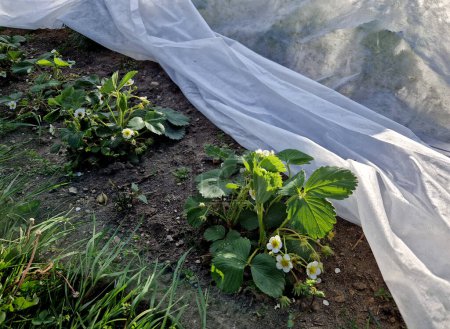 Photo for Growing strawberries on the farm in the field. double rows of growing seedlings are covered with white nonwoven fabric as protection against spring frosts. loaded edges of sandbags against the wind - Royalty Free Image