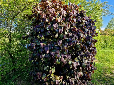 Haselstrauch, eine Sorte mit Weinblättern und großen Nüssen und Blättern, die bis zu einer Höhe von ca. 4 m. Der Ertrag ist vergleichbar mit gewöhnlicher Hasel.