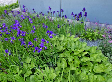 Foto de Combinación de iris silvestres azules y plantas hostas, las plantas Hosta son un favorito perenne entre los jardineros. Su exuberante follaje y su fácil cuidado los hacen ideales para un jardín de bajo mantenimiento. - Imagen libre de derechos