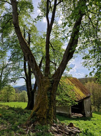 Alte Bäume dienen als Blitzschutz in der Nähe von Häusern, wenn es keine Blitzableiter an Gebäuden und Scheunen gab. Stamm und Äste sind durch ein Sicherheitsband miteinander verbunden