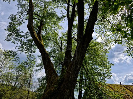 árboles viejos actúan como protectores de rayos cerca de las casas cuando no había cables de pararrayos en edificios y graneros. el tronco y las ramas están conectados por un enlace de seguridad