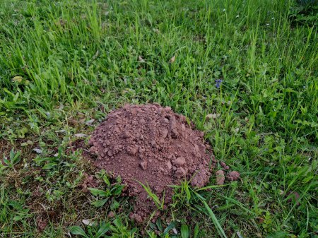 Photo for Tractor driver sowed the field, but he always forgot to start. there are orthodox unsown spots. The mole made a large mole on the edge of the field. damages the crop but looks for earthworms and w - Royalty Free Image