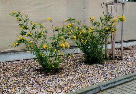 una cerca cubierta con una tela opaca, frente a la cual hay un macizo de flores con arbustos de flores amarillas.