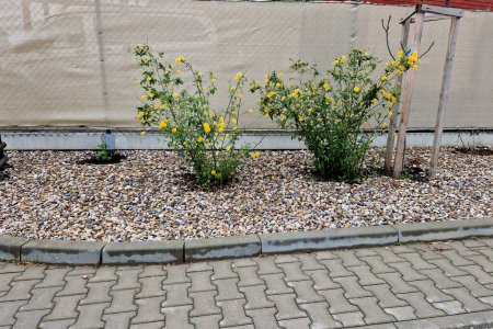 a fence covered with an opaque fabric, in front of which is a flower bed with yellow flowering bushes.