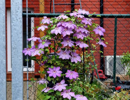 Foto de Hermosa clematis con flores grandes y simples, de 10 - 14 cm de diámetro. Las flores son aterciopeladas, de color púrpura oscuro, y el centro dorado contrasta maravillosamente con el color de los pétalos. - Imagen libre de derechos