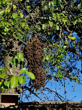 Ils se produisent quand une nouvelle reine est faite dans une colonie. La mère de la nouvelle reine quitte la colonie d'origine emporte avec elle un grand groupe d'abeilles ouvrières pour trouver une nouvelle maison.