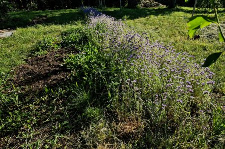 la flor es una hierba poco exigente, anual, mediana-alta, de color azul-violeta-floración. una importante fuente de néctar y polen para las abejas