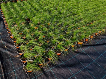 growing ornamental grasses in pots in a regular grid. in plant nurseries, space is saved due to watering