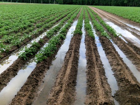 Überschwemmungen auf den Feldern zerstören die Kohlernte. Zu sehen sind Reihen von Pflanzenköpfen, die durch stehendes Wasser in Pfützen beschädigt wurden. Verdichteter Boden mit schweren Traktoren lässt keine Überflutung zu. Gemüse