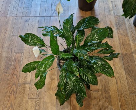 leaf polish spray enhances  decorative look of indoor plants. acts preventively against plant pests.  indoor plants and cut flowers. The preparation contains oily substances to improve leaves