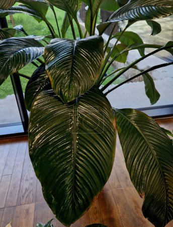 leaf polish spray enhances  decorative look of indoor plants. acts preventively against plant pests.  indoor plants and cut flowers. The preparation contains oily substances to improve leaves